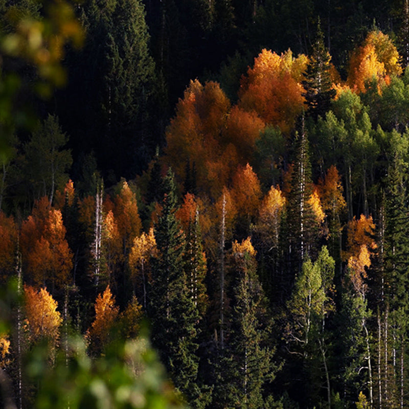 Tips on Photographing Fall Foliage