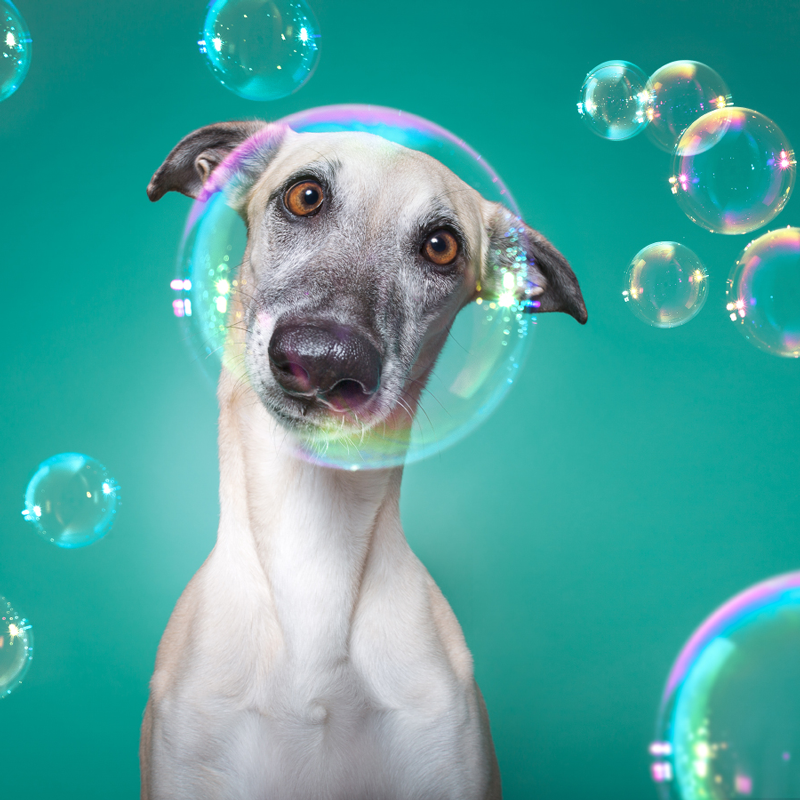 Pet Photography Tips with Elke Vogelsang