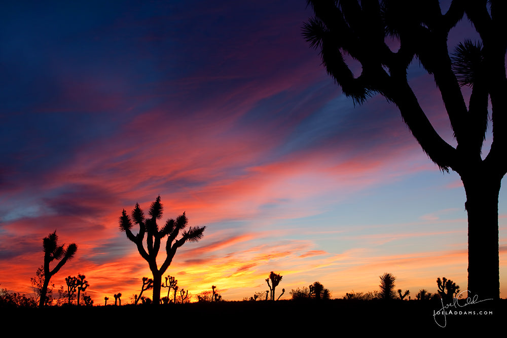 Roadside Photographs - Joshua Tree National Park
