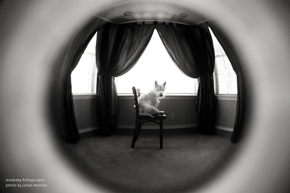 Photographing Your Dog with a Lensbaby