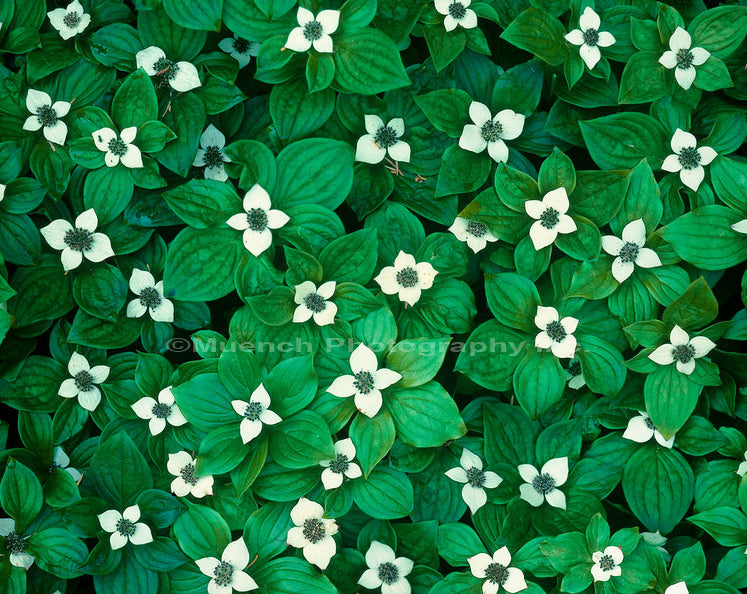 Why Shoot with a Prime Lens?