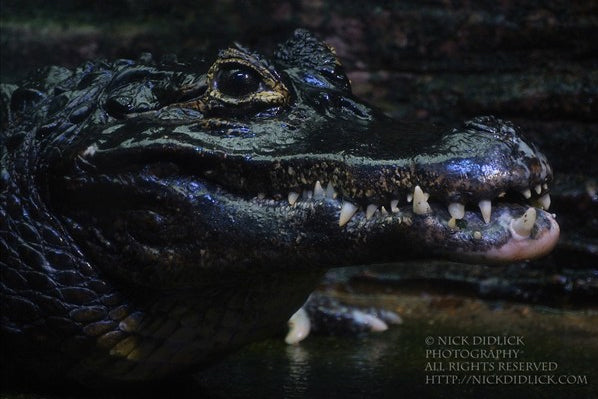 Nick Didlick's Nikon 1 V1