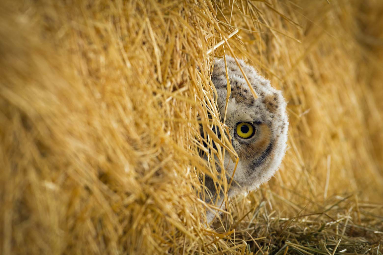 DWR Utah Wildlife Photo Contest: Spring Winners!