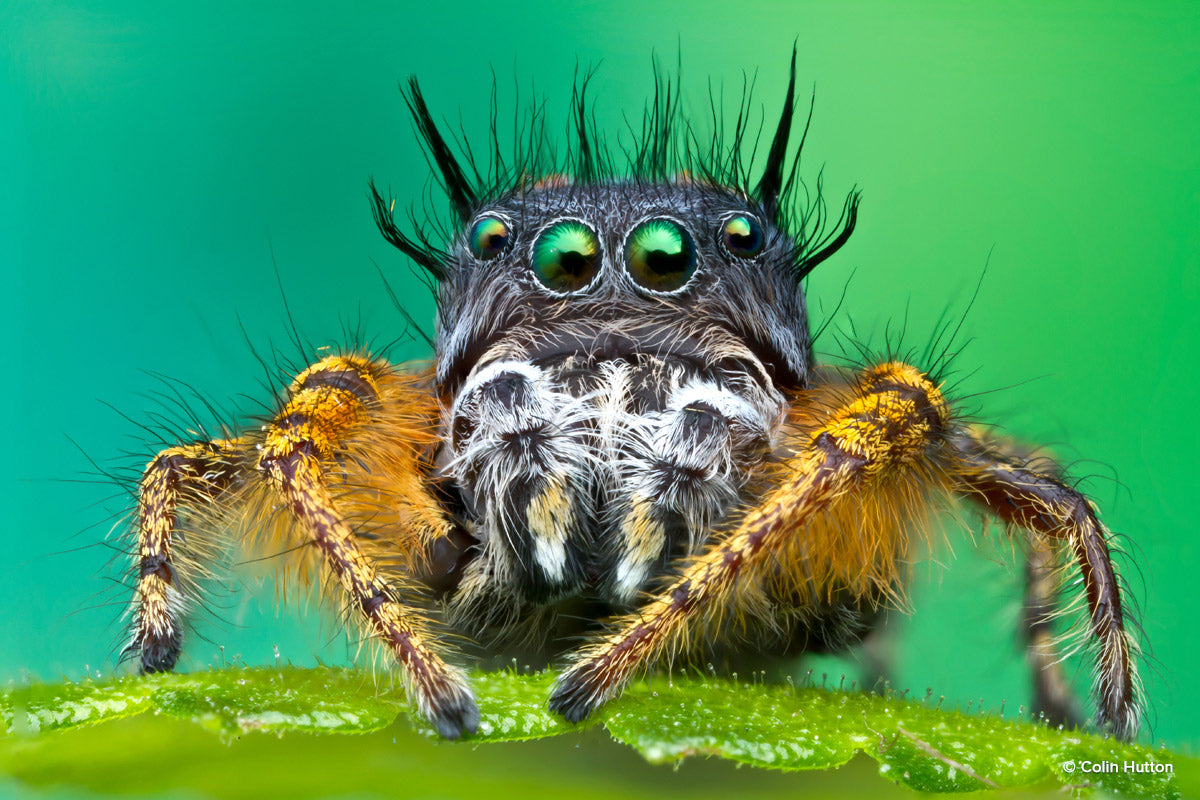 A Bug’s Life: Colin Hutton’s Macro Photography