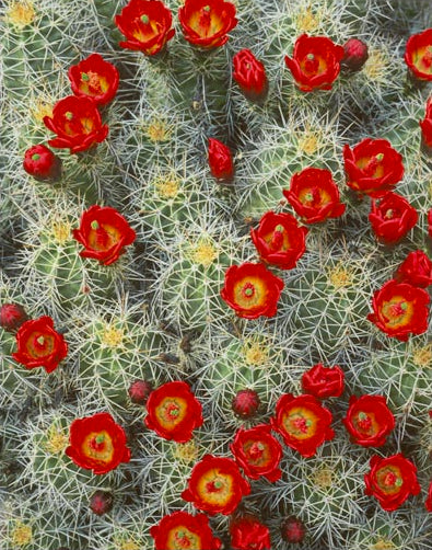 Moab Symposium 2012: Special for Pictureline