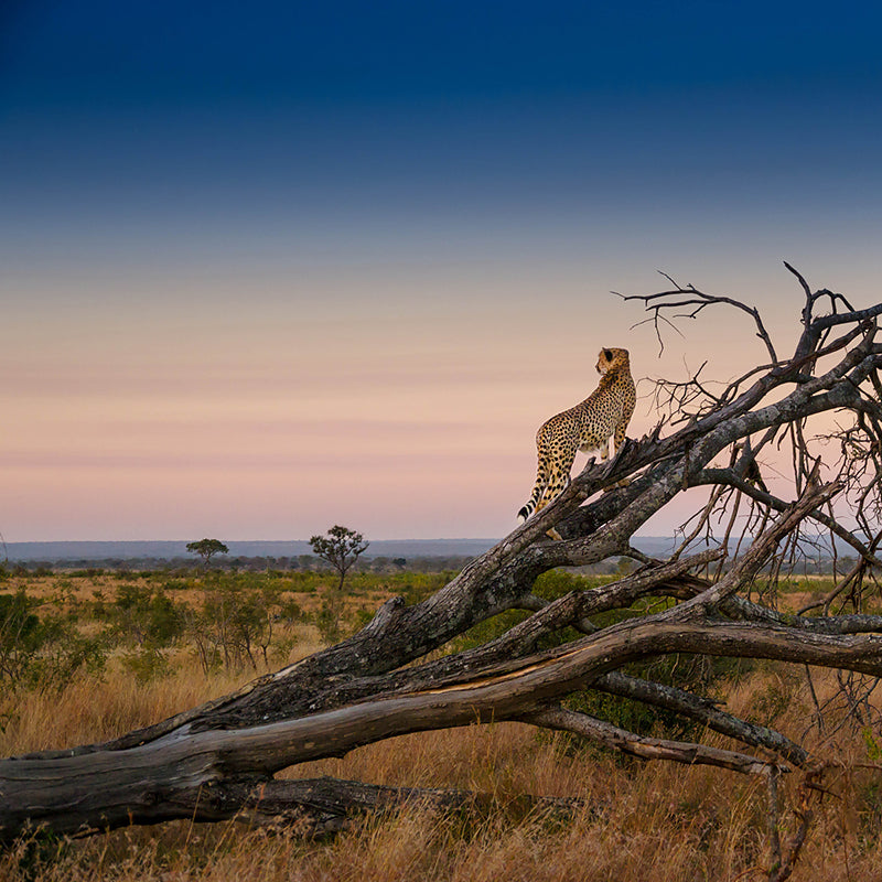 Camera Review: Panasonic GH2