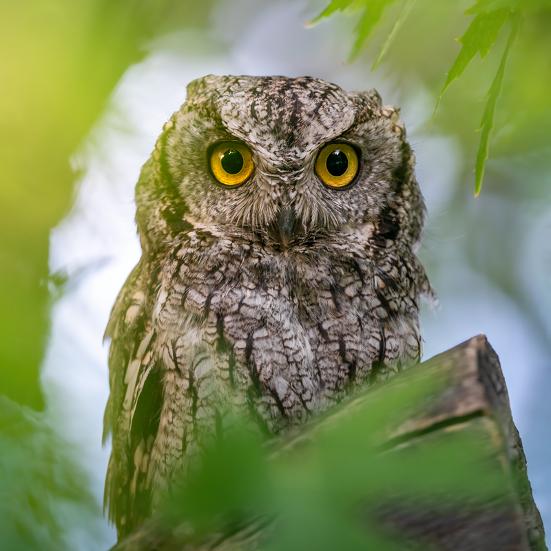 Tips on Birding and Wildlife Photography with Photographer Lydia Ripplinger