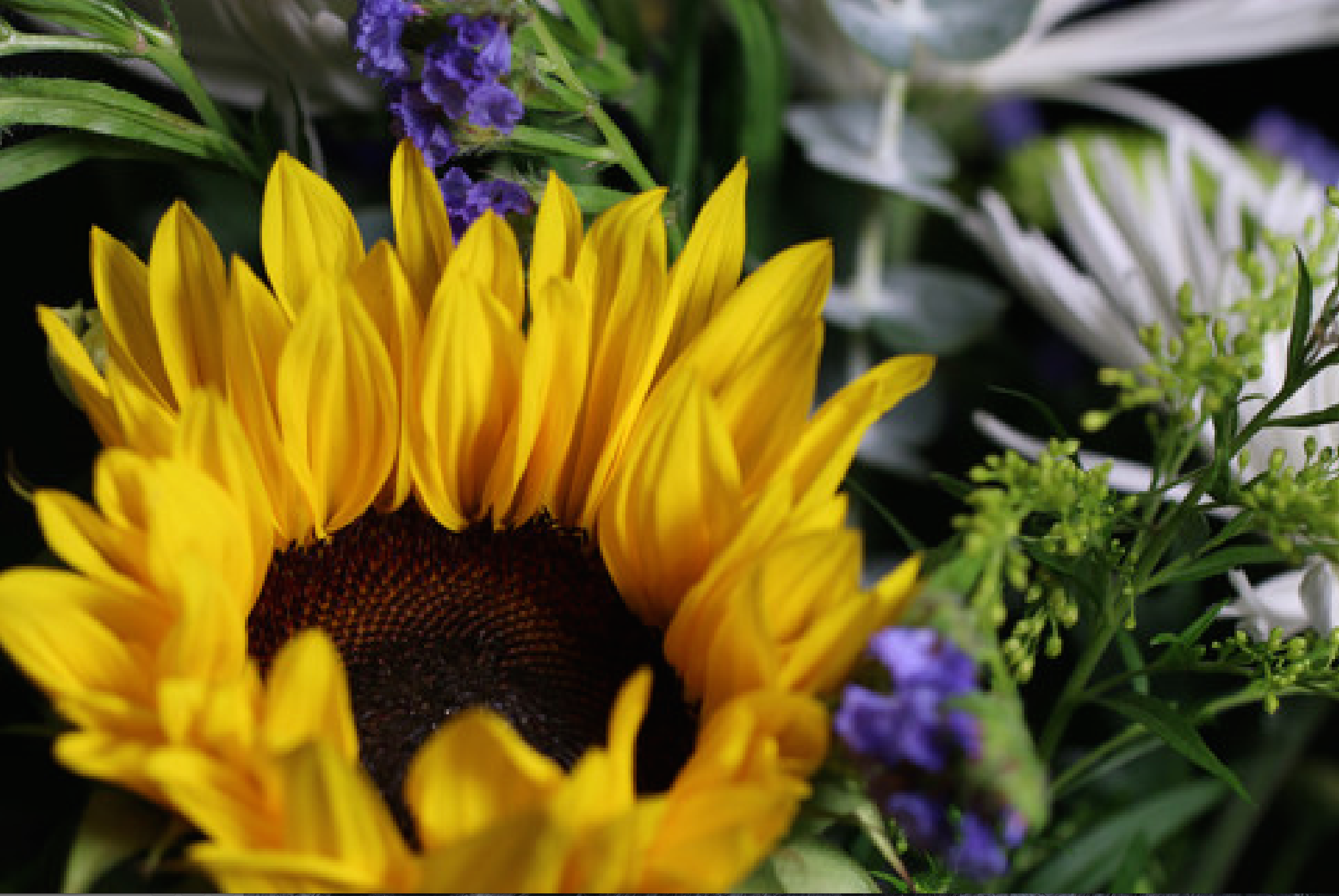 Canon Macro 101 Event Recap