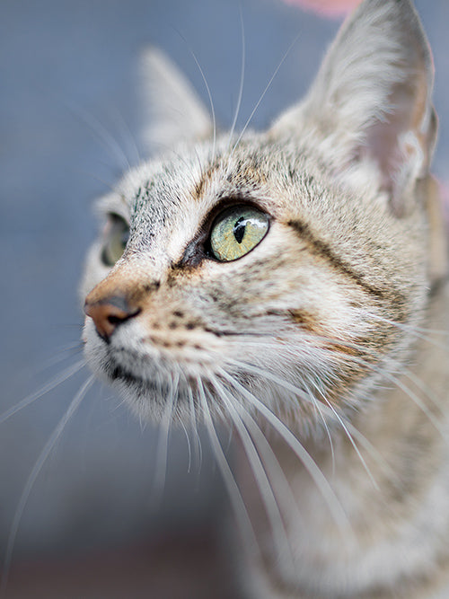 How To Shoot A Blurry Background Using Aperture