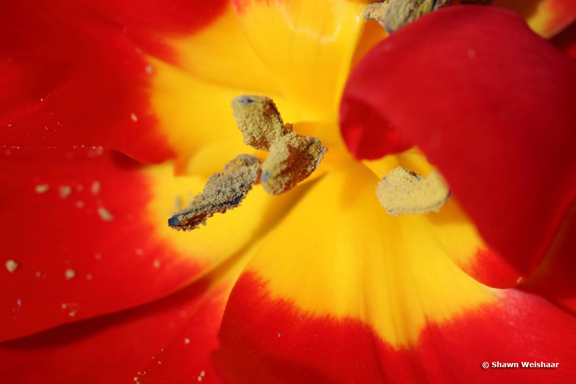 7 Tips for Macro Photography