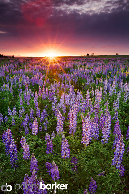 Adam's Barker's Lupine and Sunstar Photograph