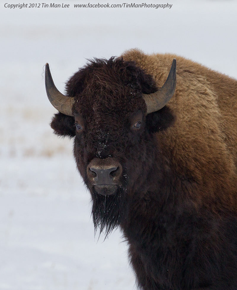 Last Moments of a Bison Calf