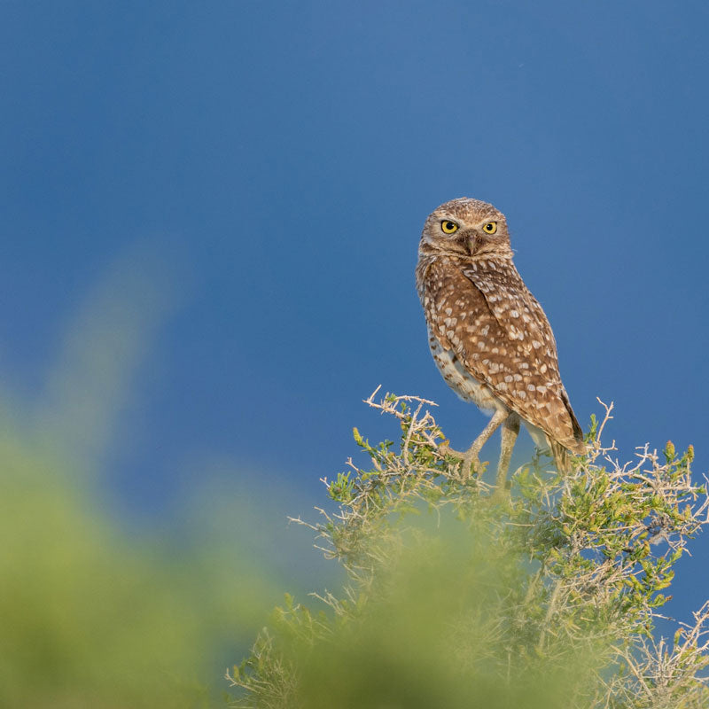 Tips on Getting Started in Bird Photography