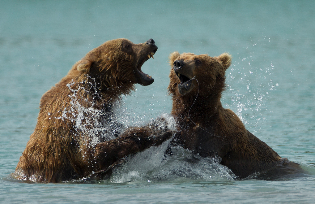 Focus on Photographers: Wildlife Photography with Richard McManus