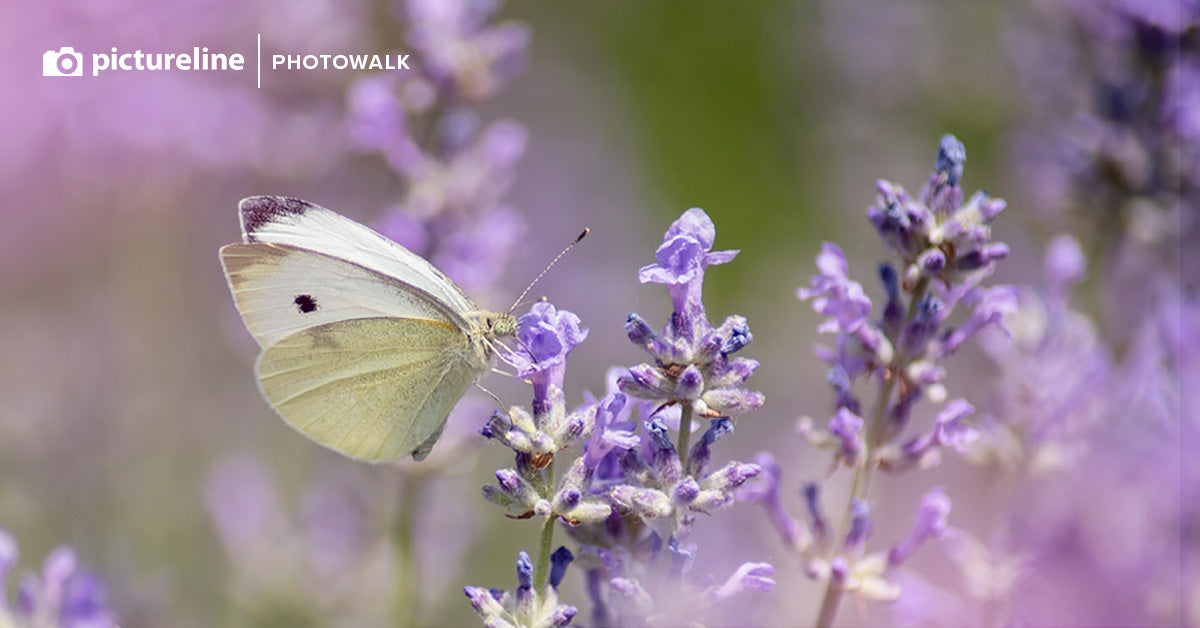 Macro Photography at Red Butte Garden – June 1st, 2024