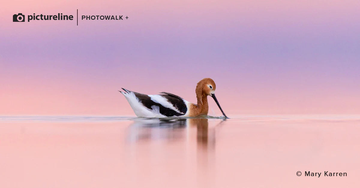 Bird Photography at Farmington Bay – April 27th, 2024 (evening session)