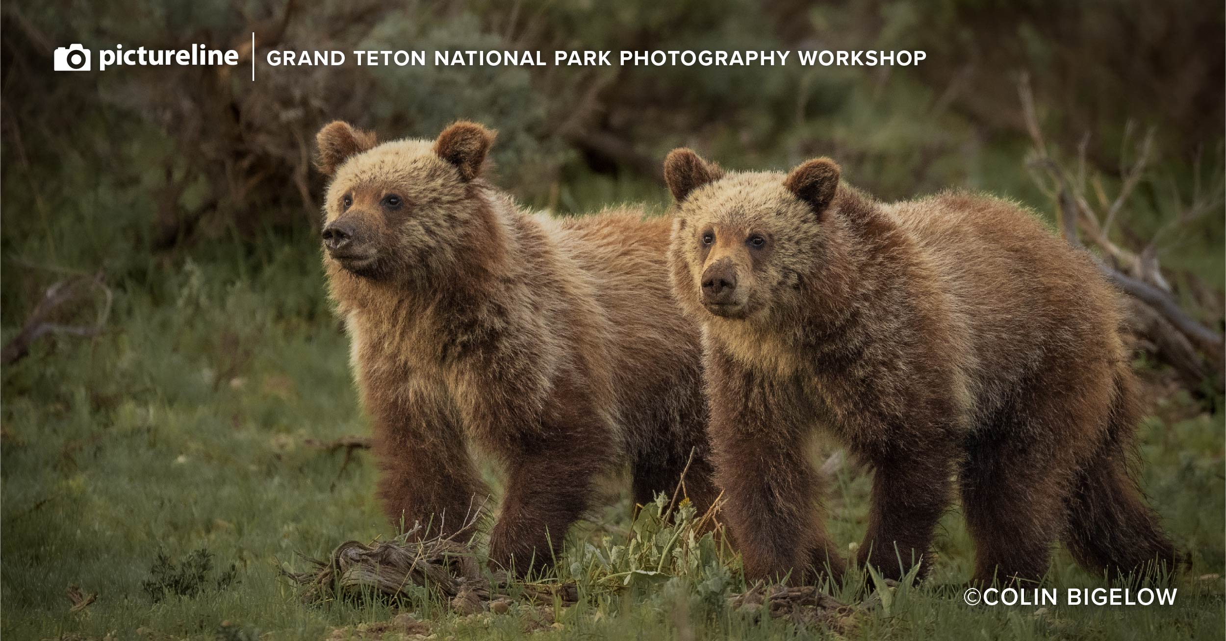 "Capture The Wild" in Grand Teton National Park – June 6-9th, 2024