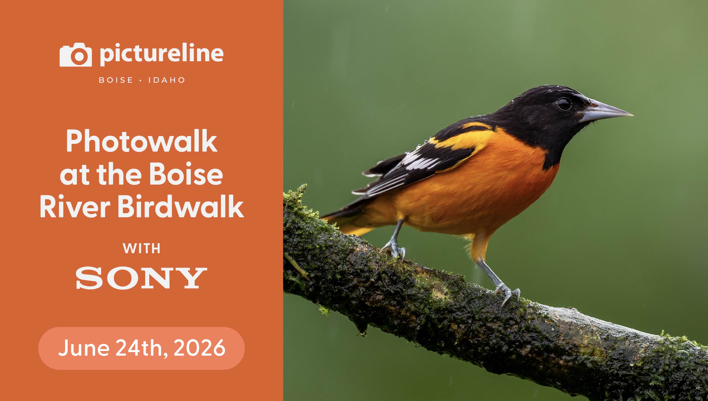 Boise - Bird Photography at the Boise River Birdwalk—June 24th, 2026