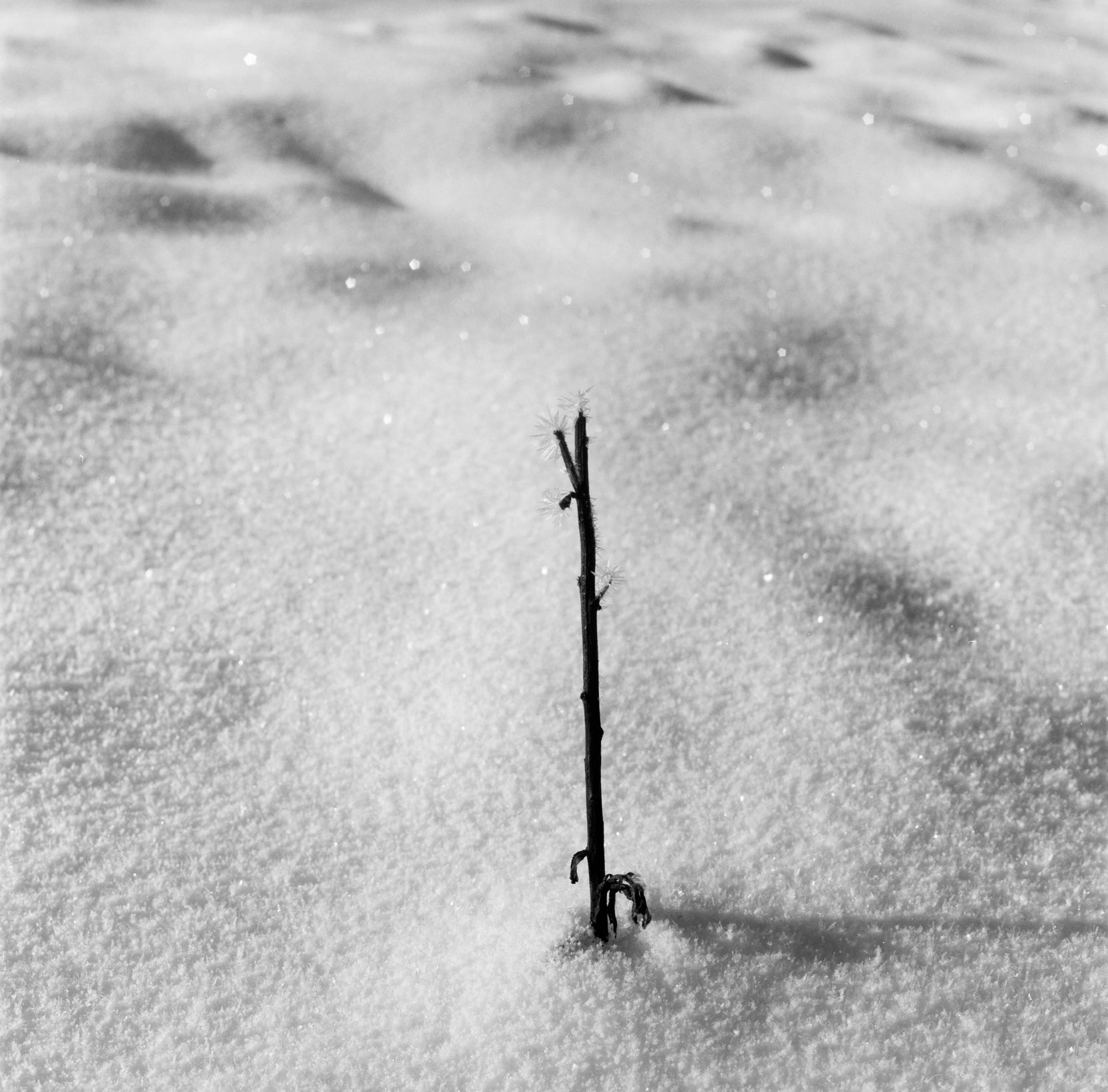Kodak TMAX 100 120 B&W Film (One Roll)