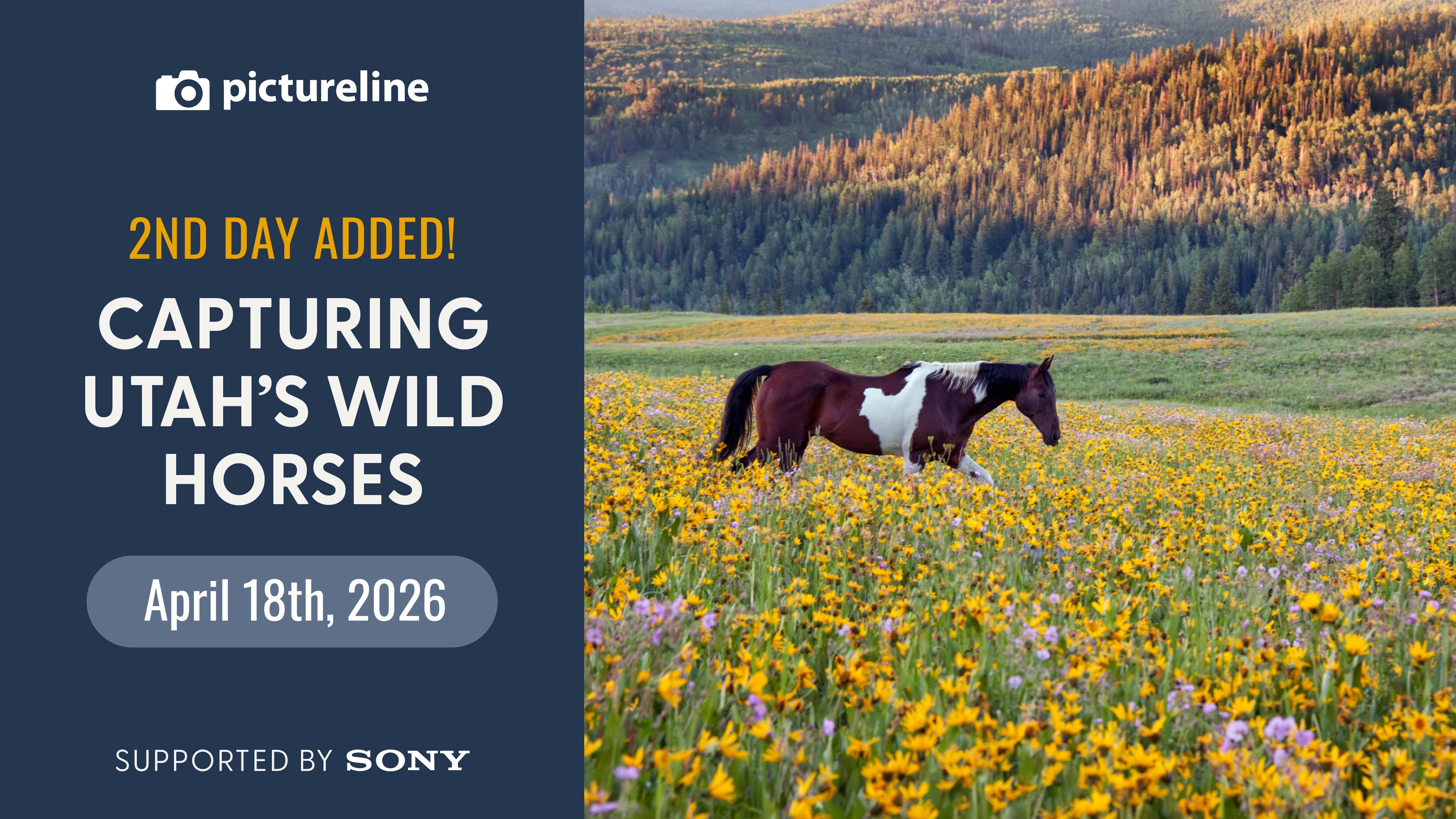 Capturing Utah's Wild Horses—April 18th, 2026