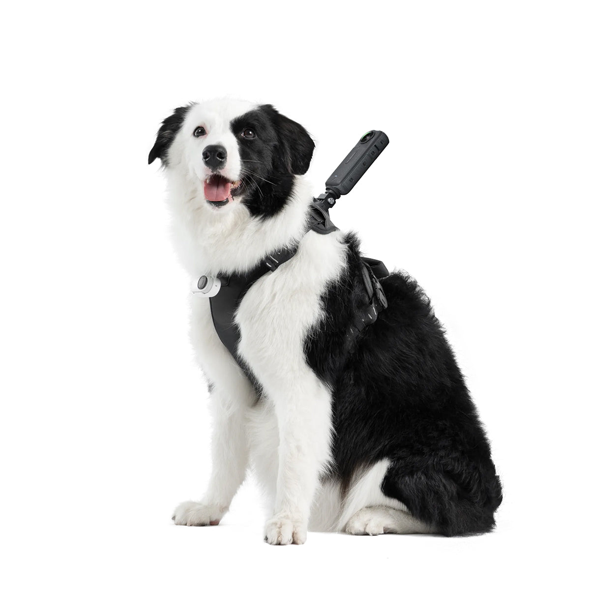 Insta360 Pet Harness Mount Kit (Large)