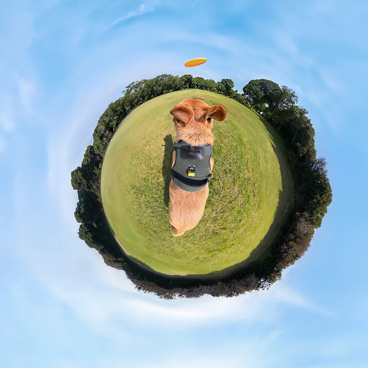 Insta360 Pet Harness Mount Kit (Large)