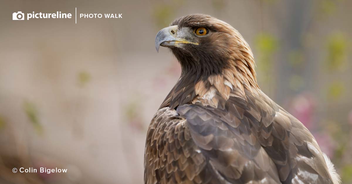 Bird Photography at Farmington Bay – April 23rd