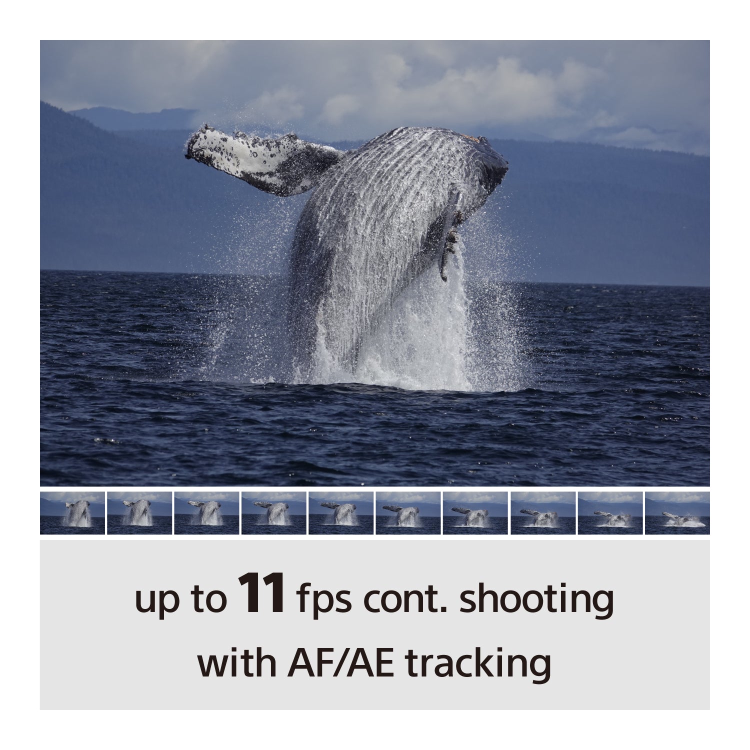 Sony Alpha a6100 Mirrorless Digital Camera with E-Mount 16-50mm Lens