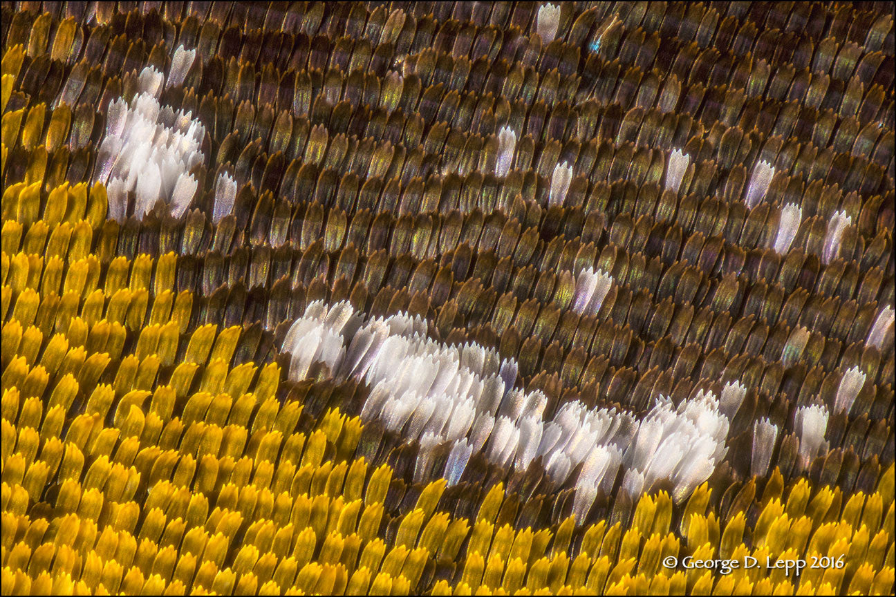 Extending Depth of Field with George Lepp Workshop (March 19th), events - past, pictureline - Pictureline - 3