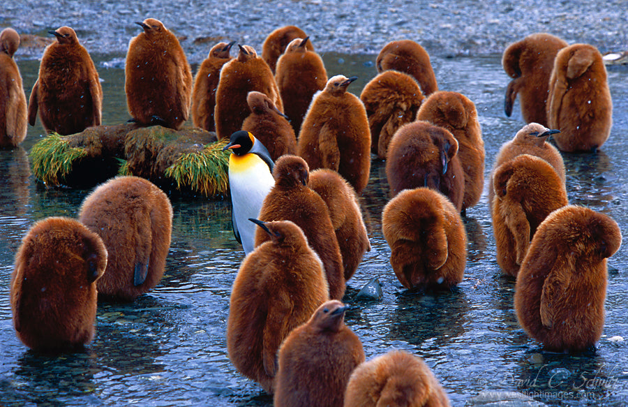 Photographing Antarctica with David Schultz