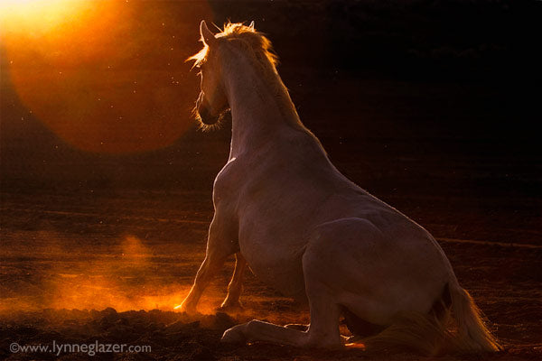 Tips on Horse Photography with Lynne Glazer and Andy Williams