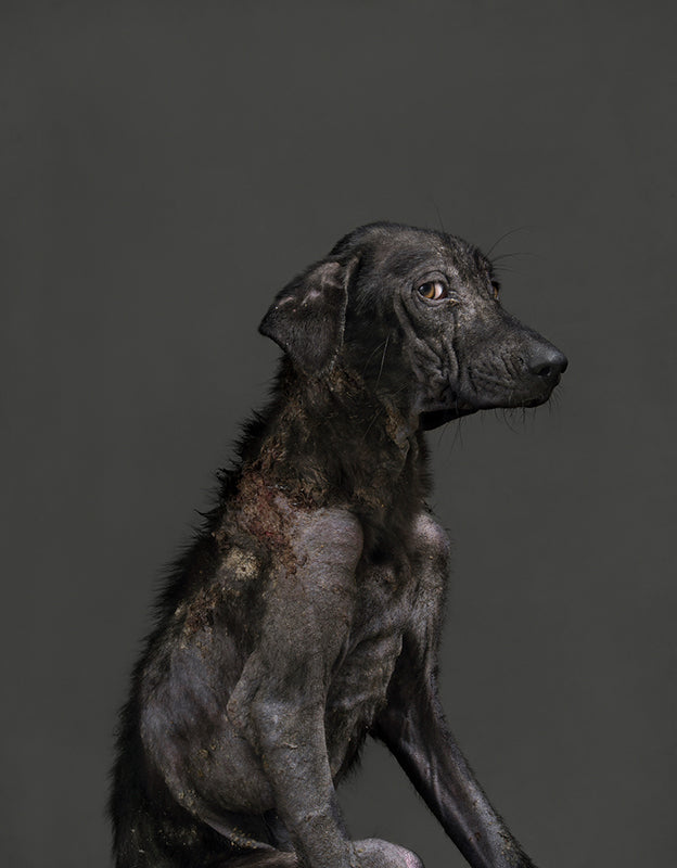 "Memento Mori": Yun-Fei Tou's Portraits of Shelter Dogs