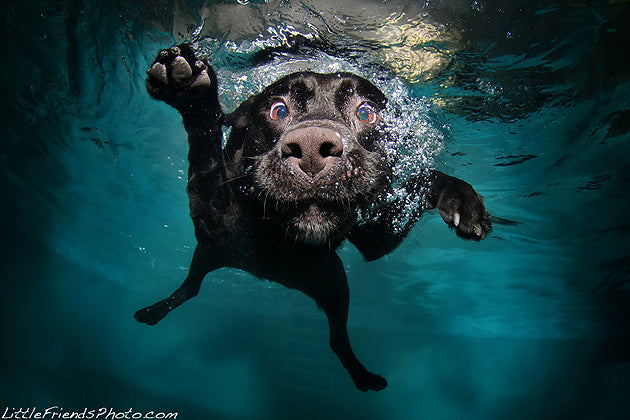 Seth Casteel's Underwater Dog Photography