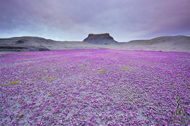 "Badlands in Bloom" by Guy Tal