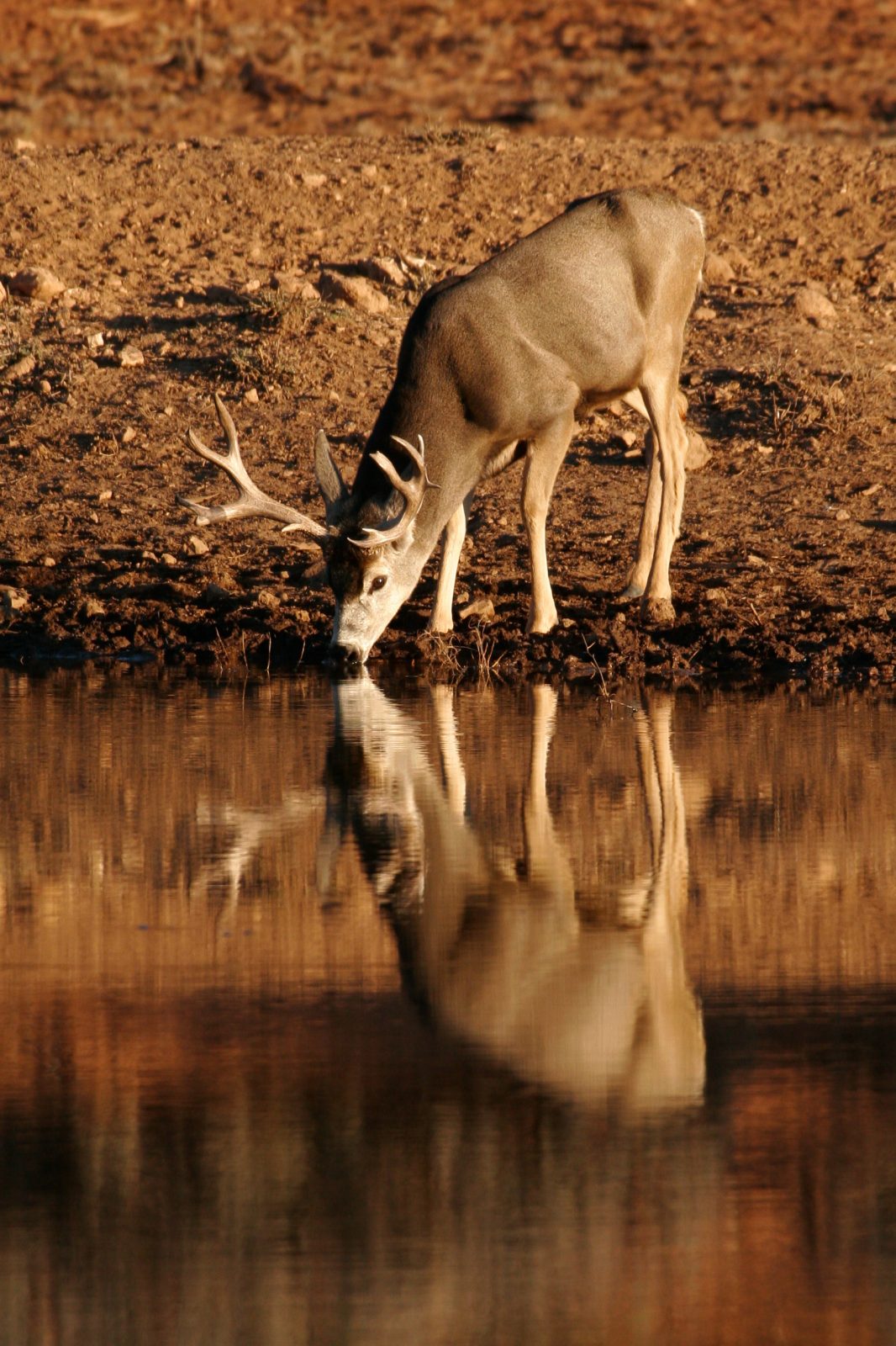Enter the DWR Utah's Wildlife Through the Seasons Photo Contest!