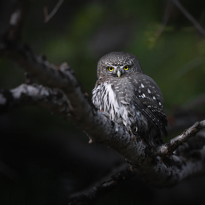 How to Photograph Birds in Low Light