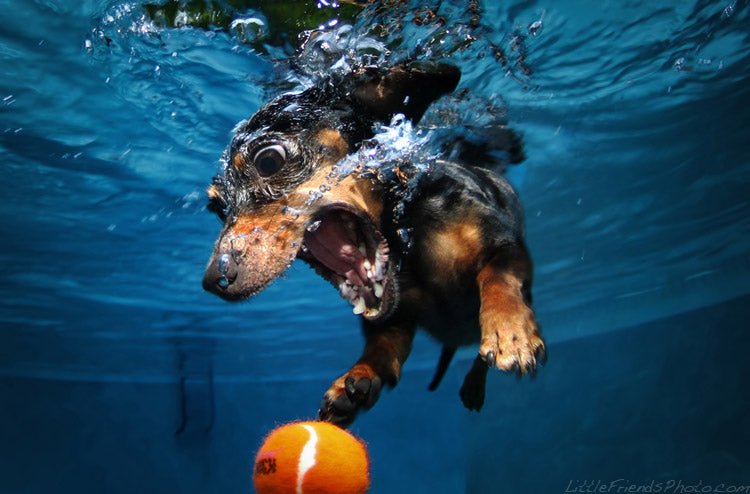 Underwater Dogs: Never-Before-Seen Photos