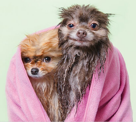 Wet Dog