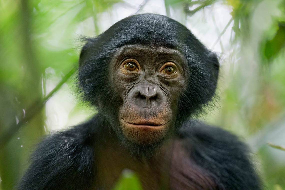 Christian Ziegler's Portrait of a Rare Wild Bonobo