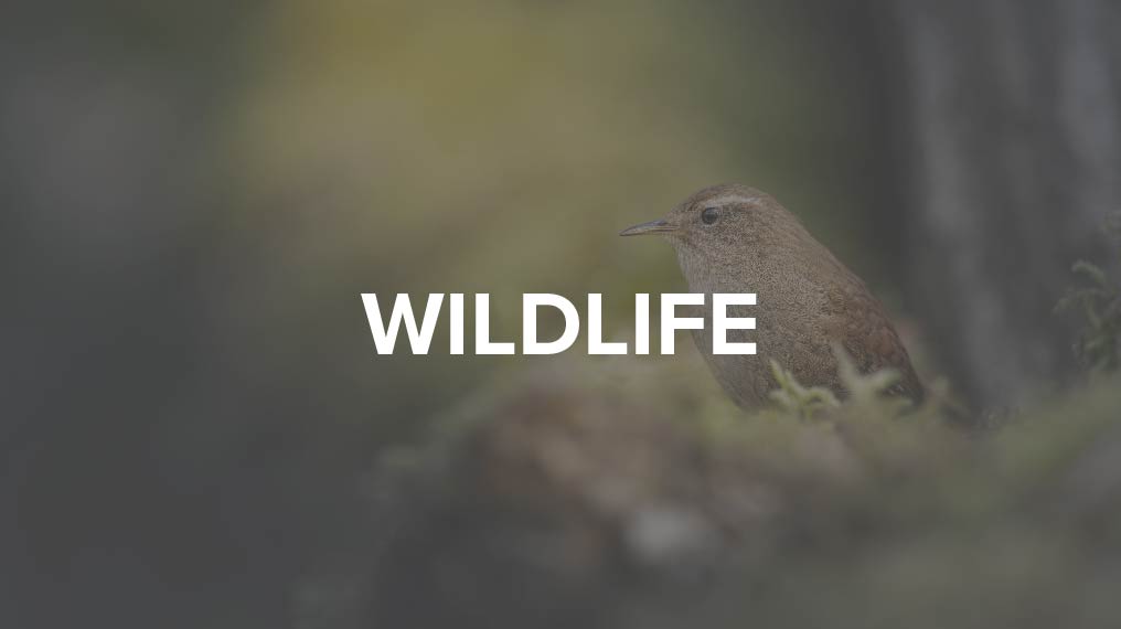 Wildlife