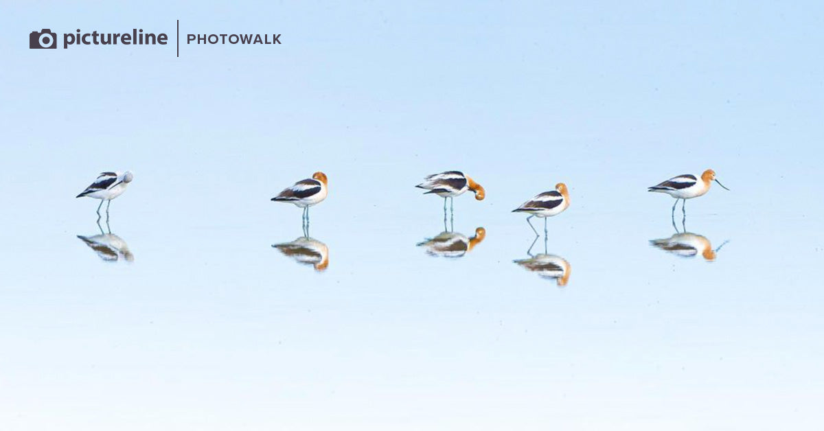 Bird Photography at Farmington Bay – April 27th, 2024 (morning session)