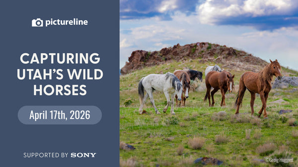 Capturing Utah's Wild Horses—April 17th, 2026