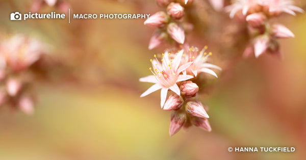 Intro to Macro Photography —Saturday, May 3rd, 2025