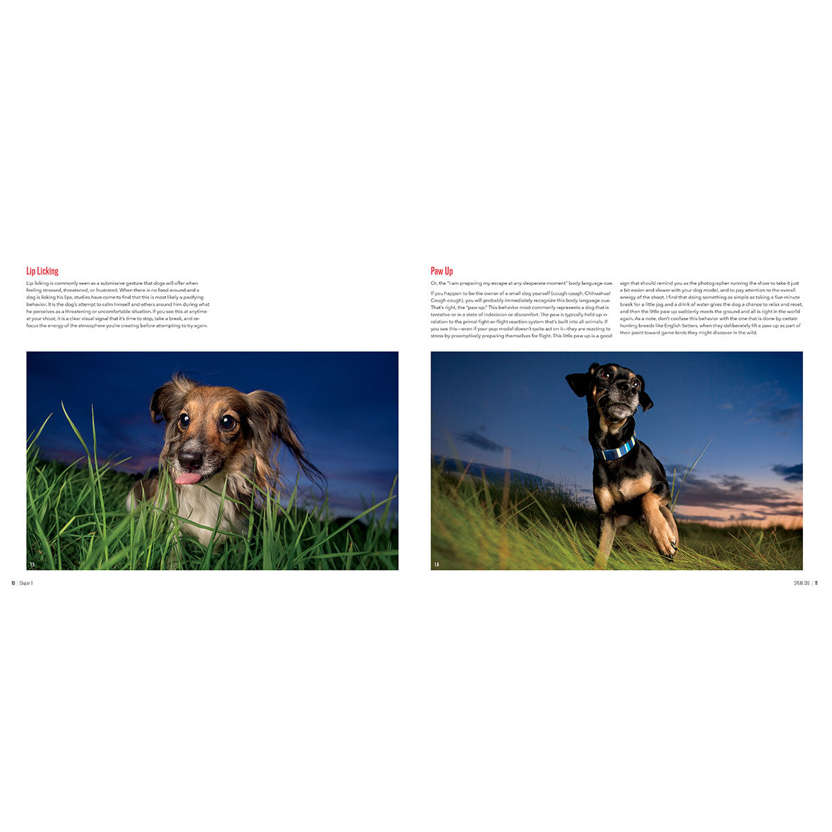 Dogtography Book