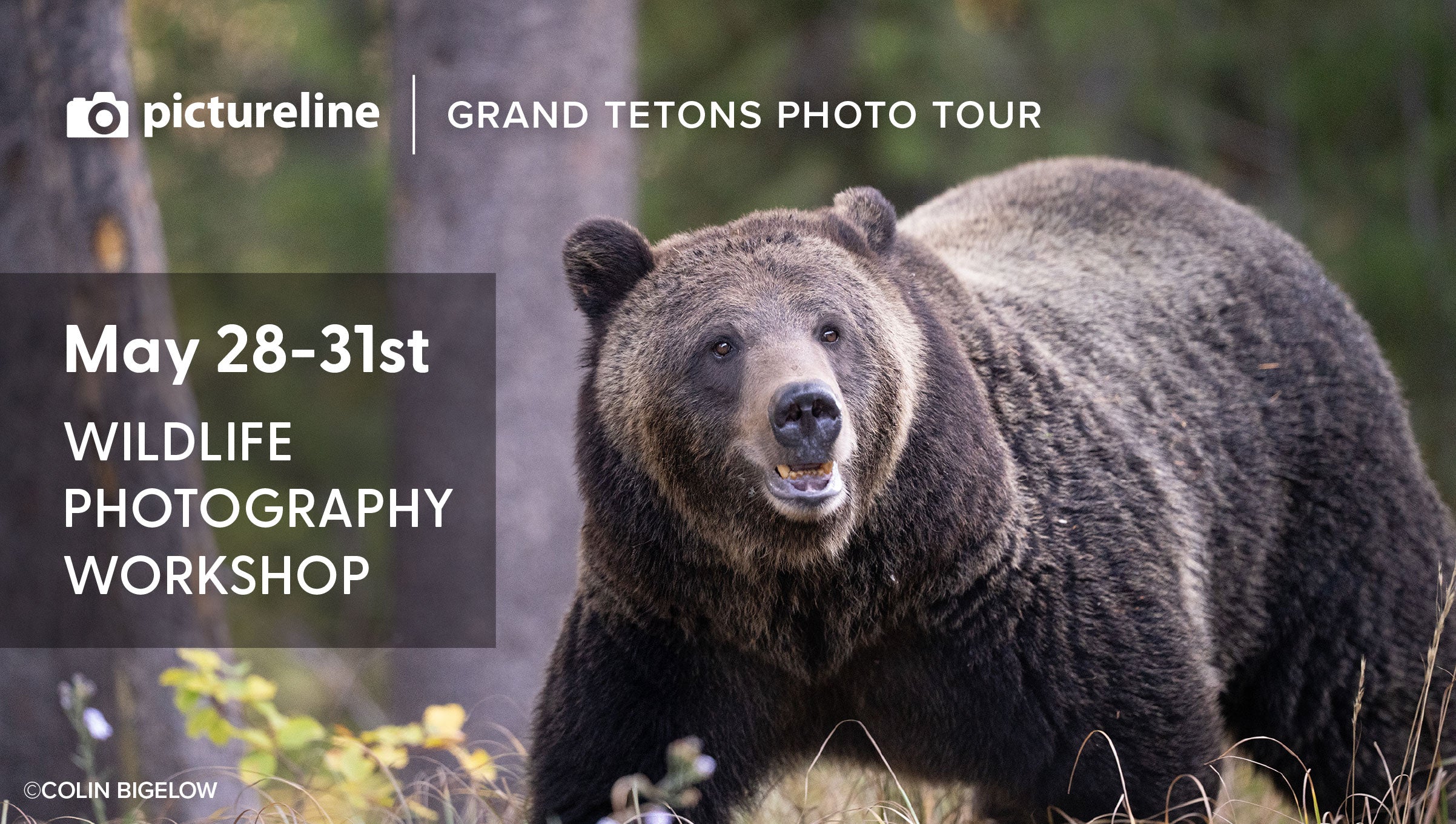 "Capture The Wild" Grand Teton National Park: Wildlife—May 28-31st, 2026