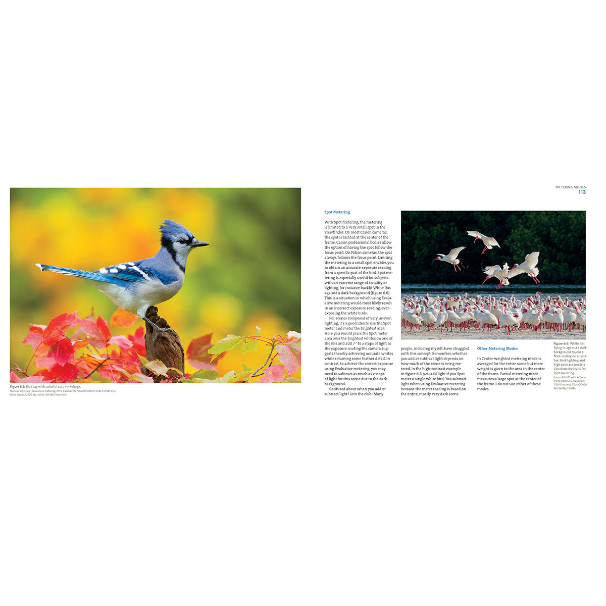 Mastering Bird Photography Book