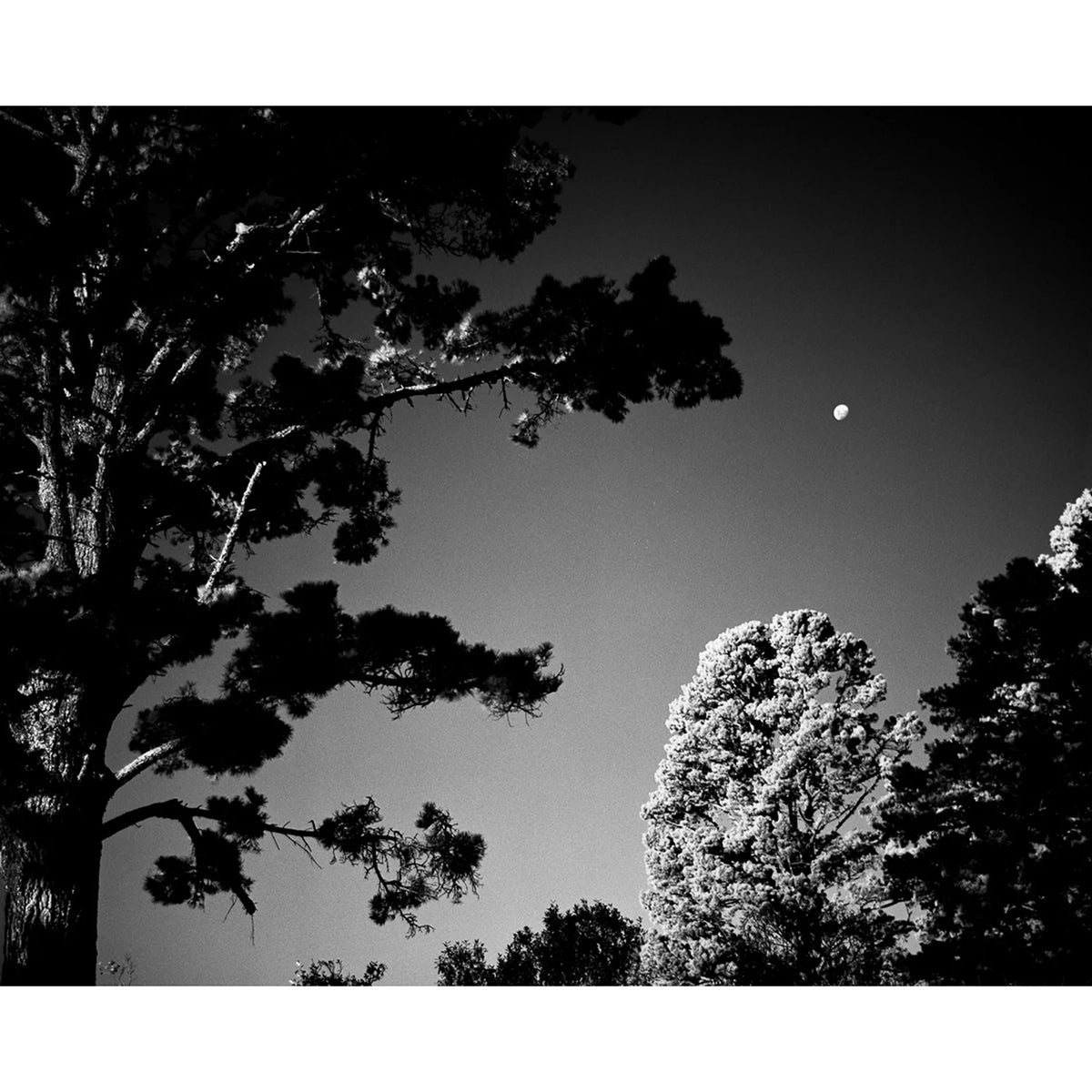 Rollei Infrared 120mm Film (ISO 400 - One Roll)
