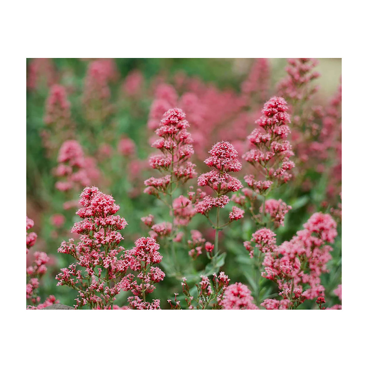 Kodak Ektar 100 4x5 Film (10 Sheets)