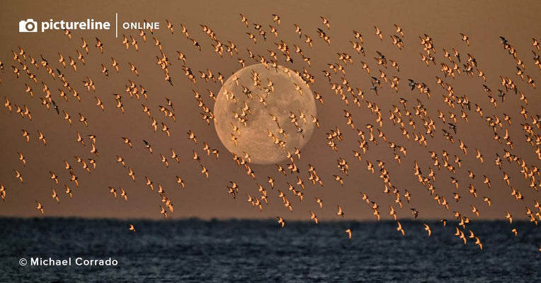 Backyard Bird Photography with Michael Corrado — Online Webinar April 22nd