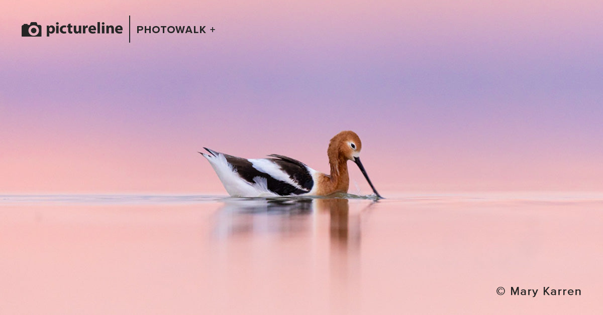 Bird Photography at Farmington Bay – Saturday, Apr 29th 2023